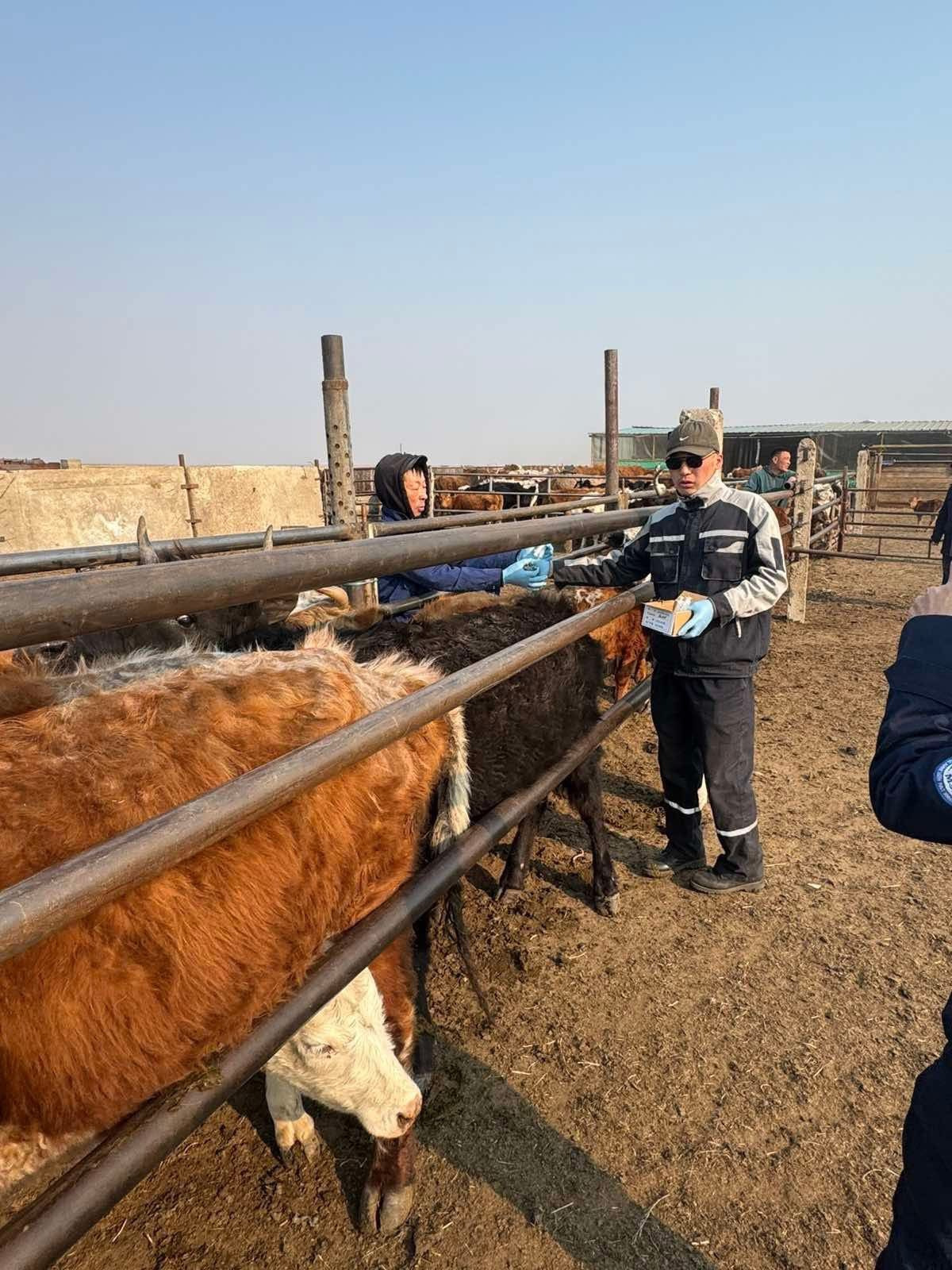 Шүлхий өвчнөөс урьдчилан сэргийлэх дархлаажуулалт үргэлжилж байна